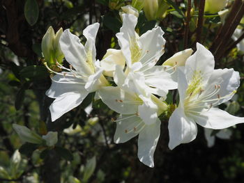 Close-up of white flowers