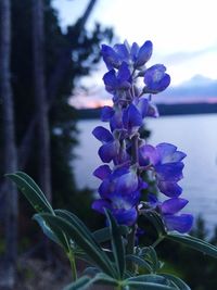 Close-up of purple flowers blooming outdoors