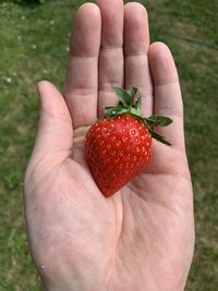 Close-up of hand holding strawberries