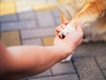 Cropped image of hand holding dog on footpath
