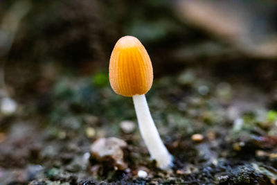 Close-up of yellow mushroom growing on field