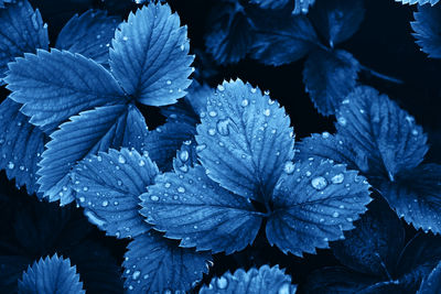 Top view of beautiful fresh strawberry leaves with rain drops dew background colored in blue. 