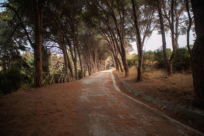 Dirt road amidst trees in forest