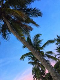 Low angle view of palm tree against blue sky