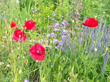 Close-up of red poppy flowers in field