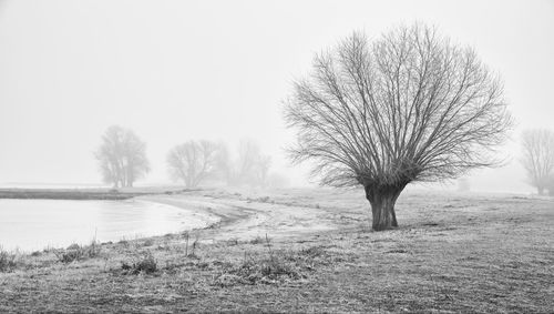 Bare trees on field against clear sky