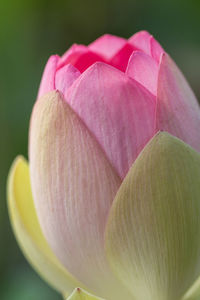 Close-up of pink lotus