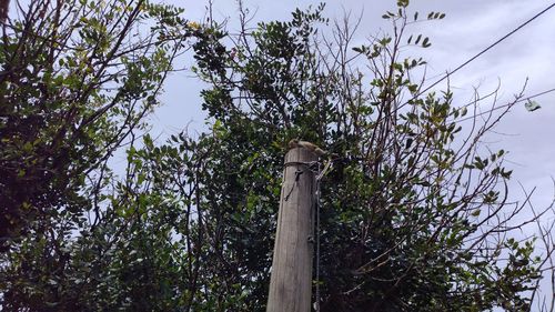 Low angle view of tree against sky