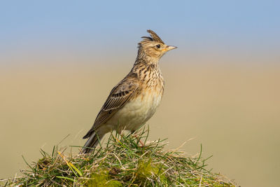 Close-up of skylark perching on grass