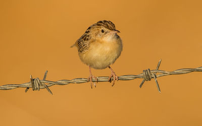 Close-up of bird perching on metal against orange background