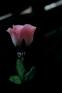 Close-up of pink rose flower against black background