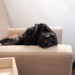 Dog relaxing at home