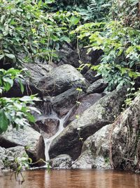 Plants growing by rocks at shore