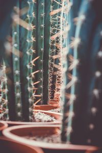 Close-up of cactus plant