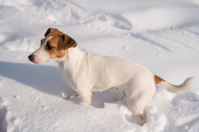 Dogs on snow covered field