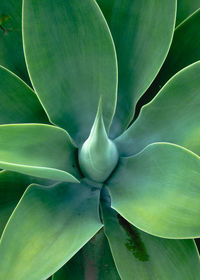 Full frame shot of flowering plant