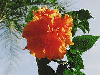 Close-up of orange flower