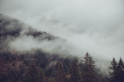 Pine trees in forest against sky