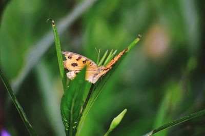 Butterfly on leaf