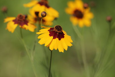 Close-up of butterfly pollinating on yellow flower