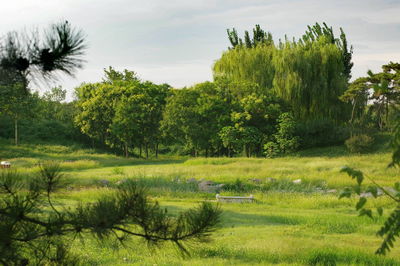 Scenic view of trees on field against sky