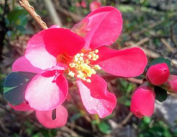 Close-up of pink flowers blooming outdoors