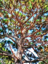 Low angle view of tree