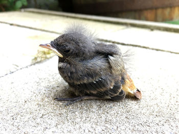 Close-up of bird on floor