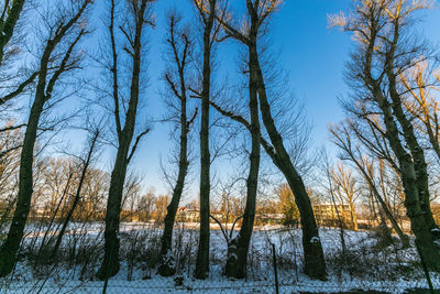 Bare trees on snow covered field against sky