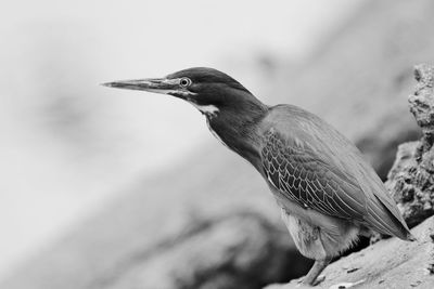 Close-up of a bird