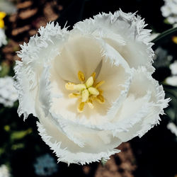 Close-up of flower against blurred background