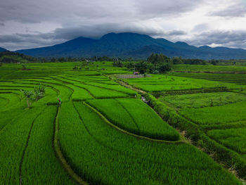 Scenic view of agricultural field against sky