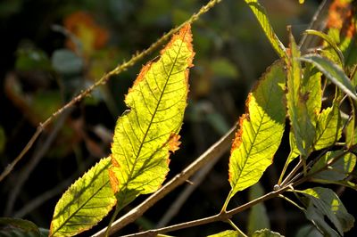 Close-up of yellow leaves on plant during autumn