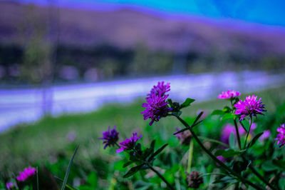 Close-up of purple flowering plants on land