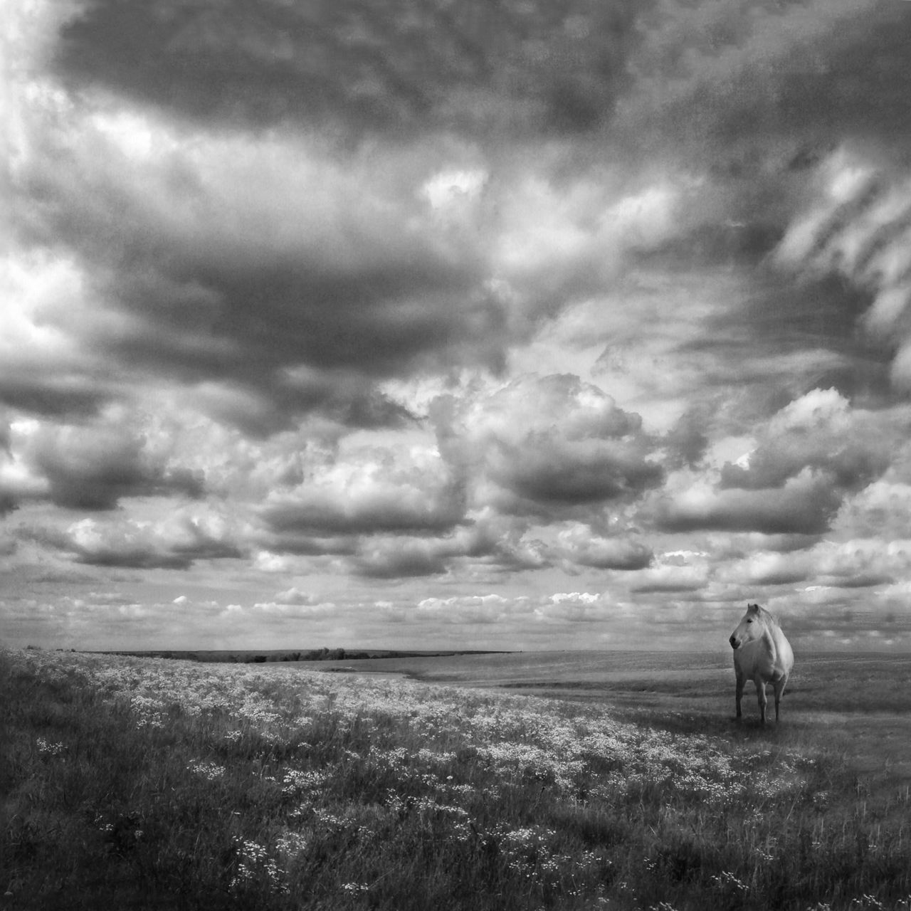 sky, cloud - sky, cloudy, domestic animals, field, landscape, mammal, animal themes, livestock, grass, overcast, tranquil scene, tranquility, weather, cloud, nature, scenics, horizon over land, beauty in nature, rural scene