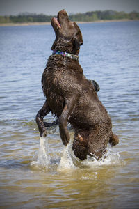 Full length of a dog in a lake