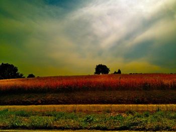 Scenic view of agricultural field against sky