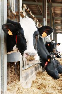 Close-up of cow standing in shed