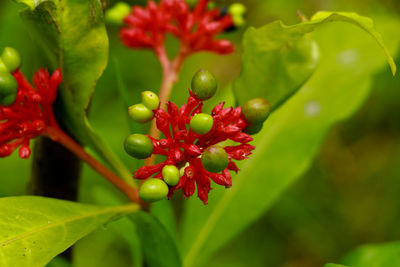 Close-up of red berries on plant