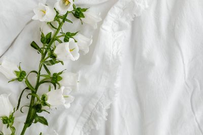 Close-up of white flowers