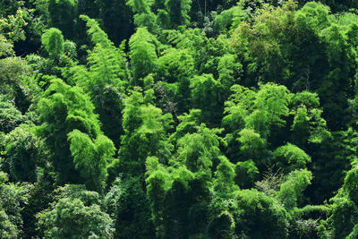 High angle view of trees in forest