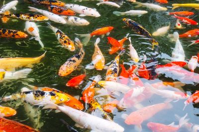 View of fish swimming in pond