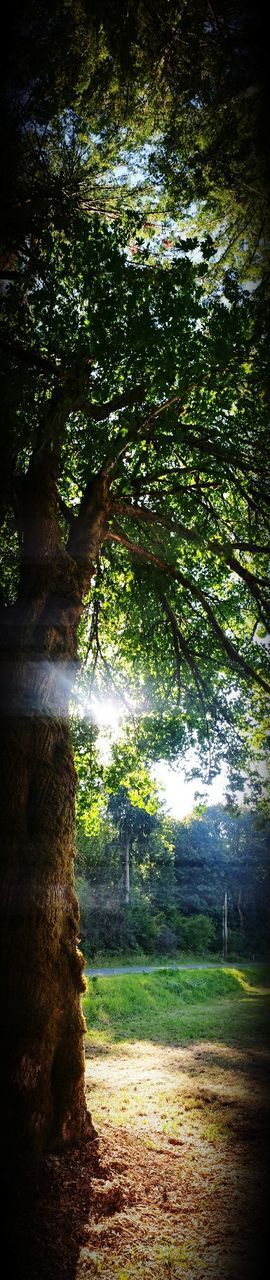 TREE ON FIELD