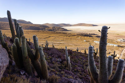 Cactus growing in desert against sky