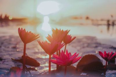 Close-up of flowering plant against lake