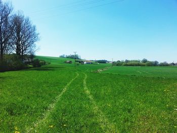 Scenic view of grassy field against clear sky