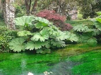 Plants and trees by water