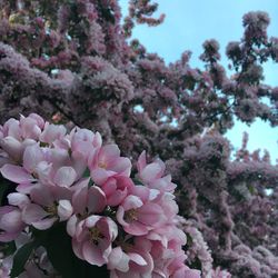 Close-up of pink cherry blossoms in spring