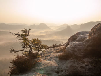 Lone pine over a cliff in the mountains at dawn. landscape of natural wild nature in morning sun