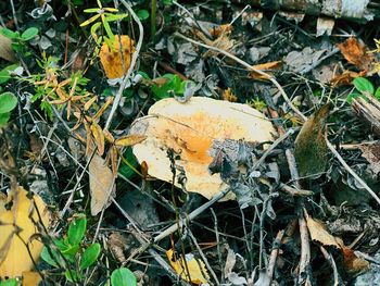 High angle view of dry leaves on field